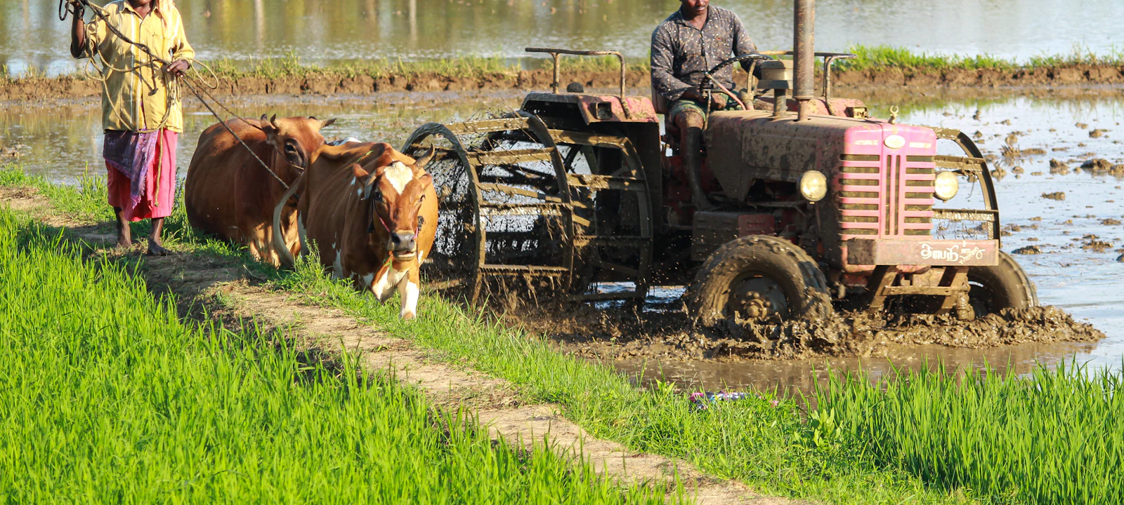 Petani mengolah sawah dengan traktor di lahan Bumi Lestari